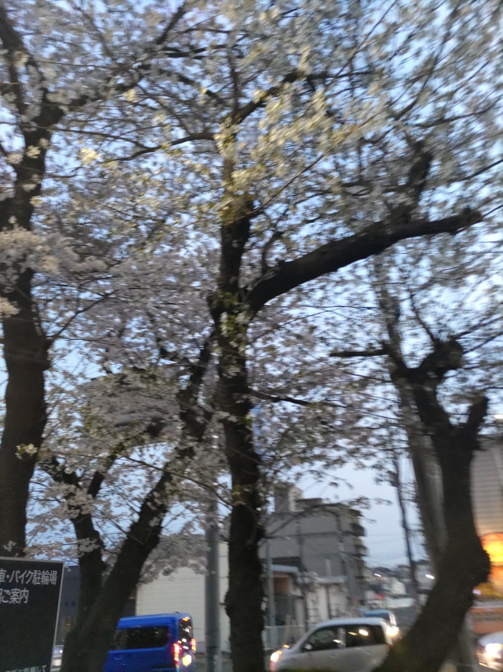 春ももう少し🌸