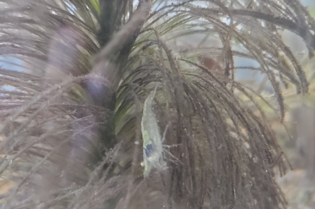 ミナミヌマエビきたよ～🦞