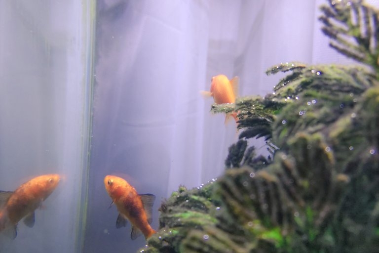 まさかの変化(笑)