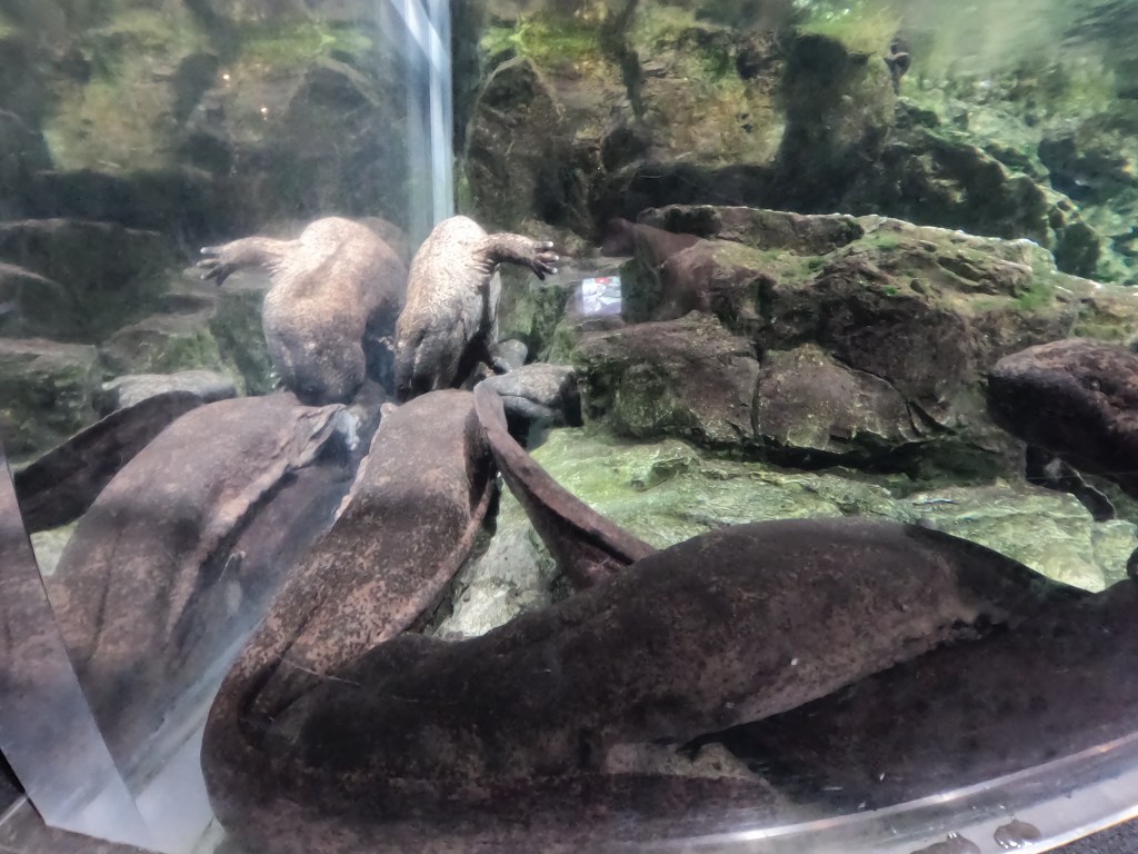 京都新婚旅行2日目⛩️