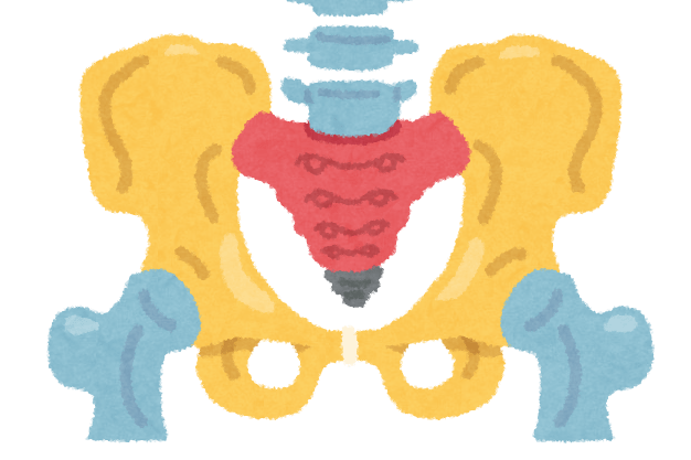 骨盤の役割って知ってますか？